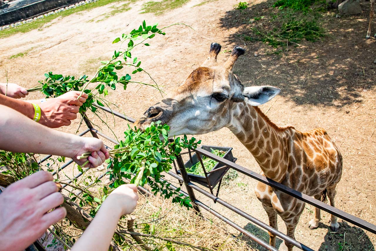 泰國野生動物園,芭達雅景點,芭達雅野生動物園,芭達雅景點綠山動物園,綠山野生動物園,泰國動物園,泰國親子景點