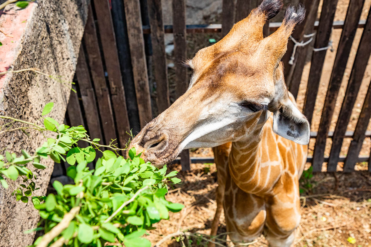 泰國野生動物園,芭達雅景點,芭達雅野生動物園,芭達雅景點綠山動物園,綠山野生動物園,泰國動物園,泰國親子景點