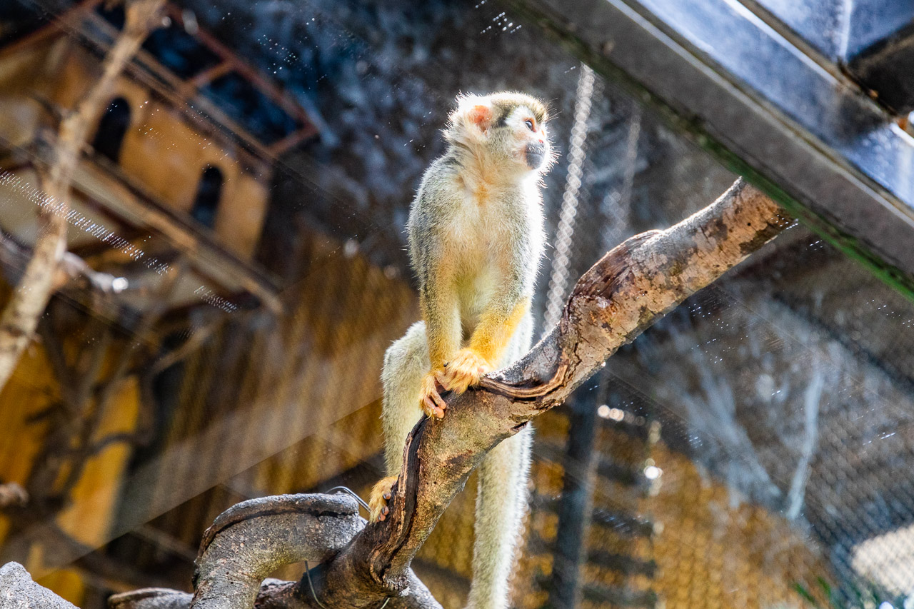 泰國野生動物園,芭達雅景點,芭達雅野生動物園,芭達雅景點綠山動物園,綠山野生動物園,泰國動物園,泰國親子景點
