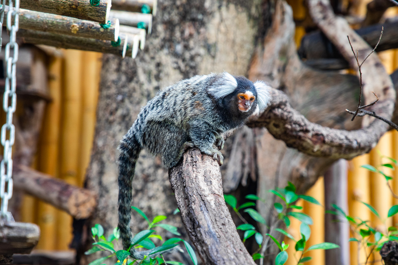 泰國野生動物園,芭達雅景點,芭達雅野生動物園,芭達雅景點綠山動物園,綠山野生動物園,泰國動物園,泰國親子景點