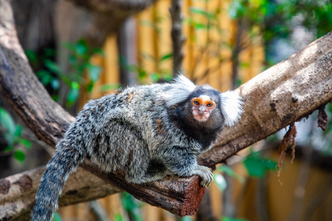 泰國野生動物園,芭達雅景點,芭達雅野生動物園,芭達雅景點綠山動物園,綠山野生動物園,泰國動物園,泰國親子景點