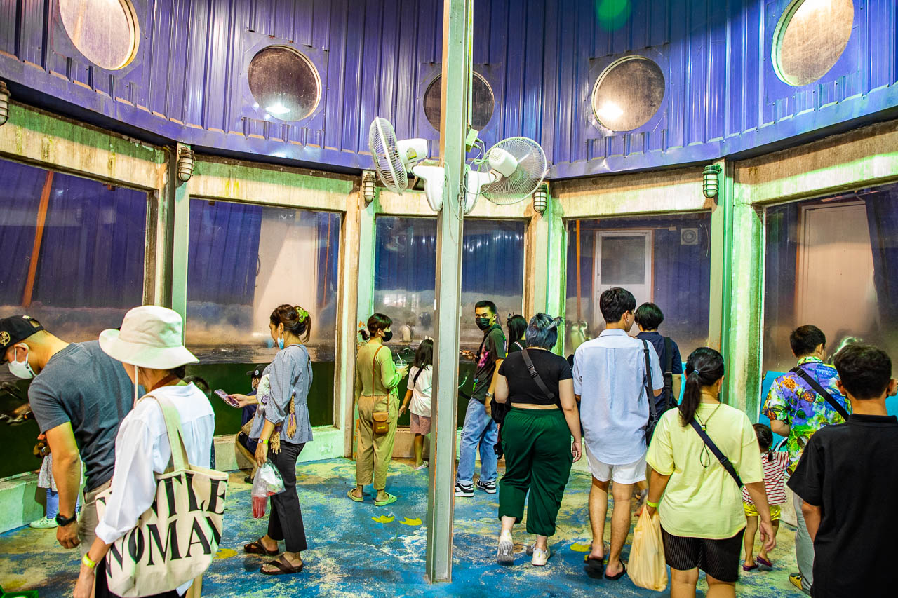 泰國野生動物園,芭達雅景點,芭達雅野生動物園,芭達雅景點綠山動物園,綠山野生動物園,泰國動物園,泰國親子景點