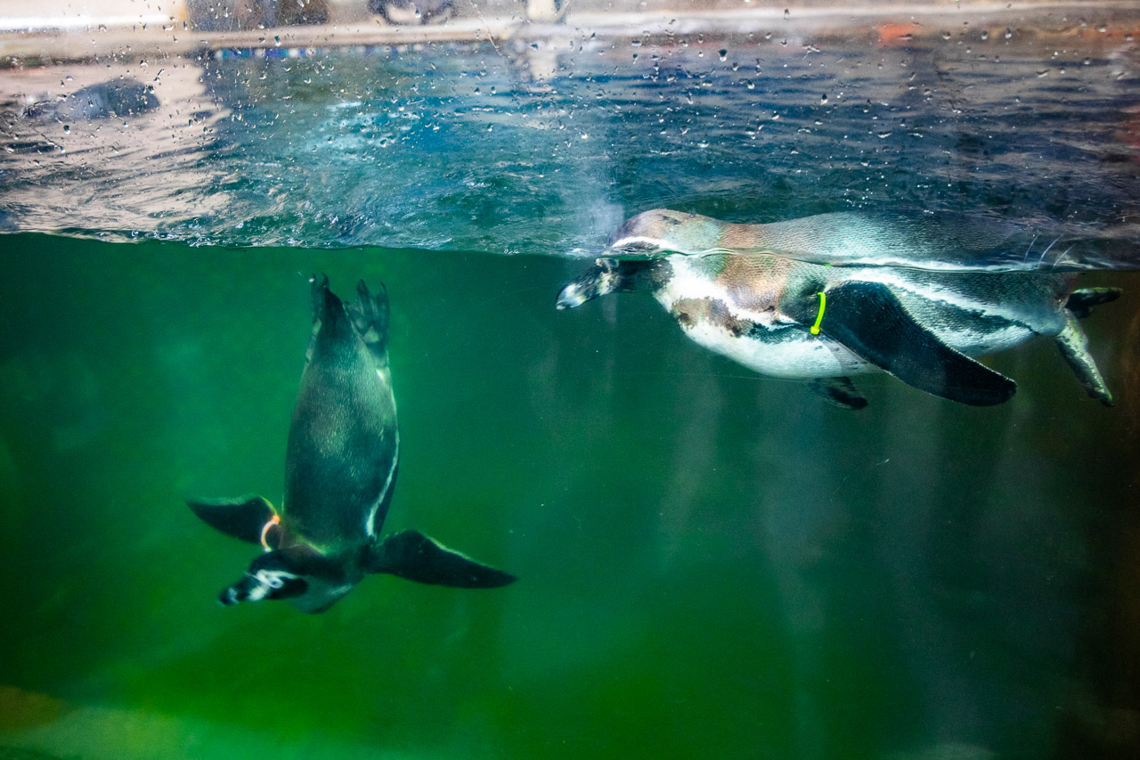 泰國野生動物園,芭達雅景點,芭達雅野生動物園,芭達雅景點綠山動物園,綠山野生動物園,泰國動物園,泰國親子景點