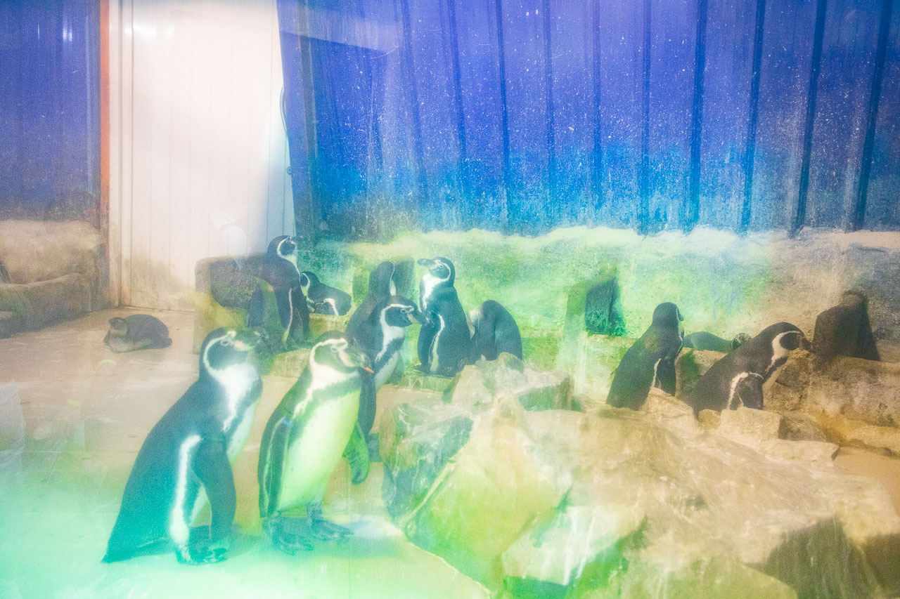 泰國野生動物園,芭達雅景點,芭達雅野生動物園,芭達雅景點綠山動物園,綠山野生動物園,泰國動物園,泰國親子景點