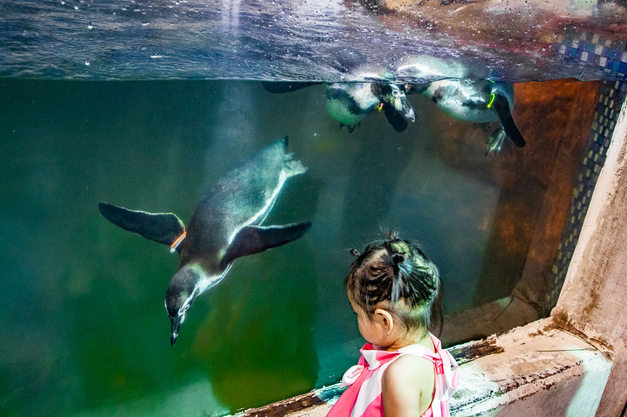泰國野生動物園,芭達雅景點,芭達雅野生動物園,芭達雅景點綠山動物園,綠山野生動物園,泰國動物園,泰國親子景點