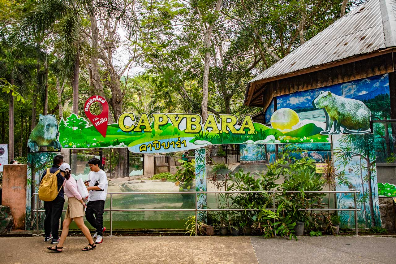 泰國野生動物園,芭達雅景點,芭達雅野生動物園,芭達雅景點綠山動物園,綠山野生動物園,泰國動物園,泰國親子景點