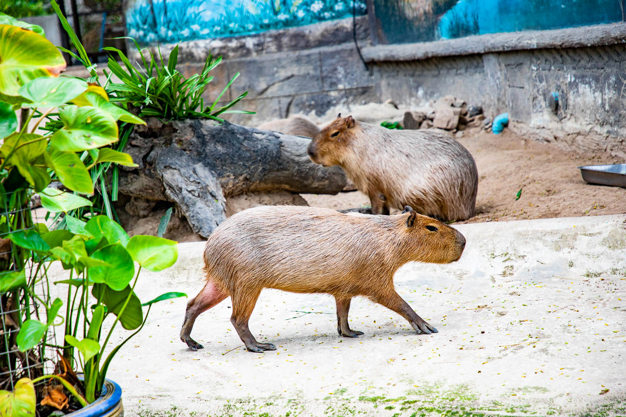 泰國野生動物園,芭達雅景點,芭達雅野生動物園,芭達雅景點綠山動物園,綠山野生動物園,泰國動物園,泰國親子景點