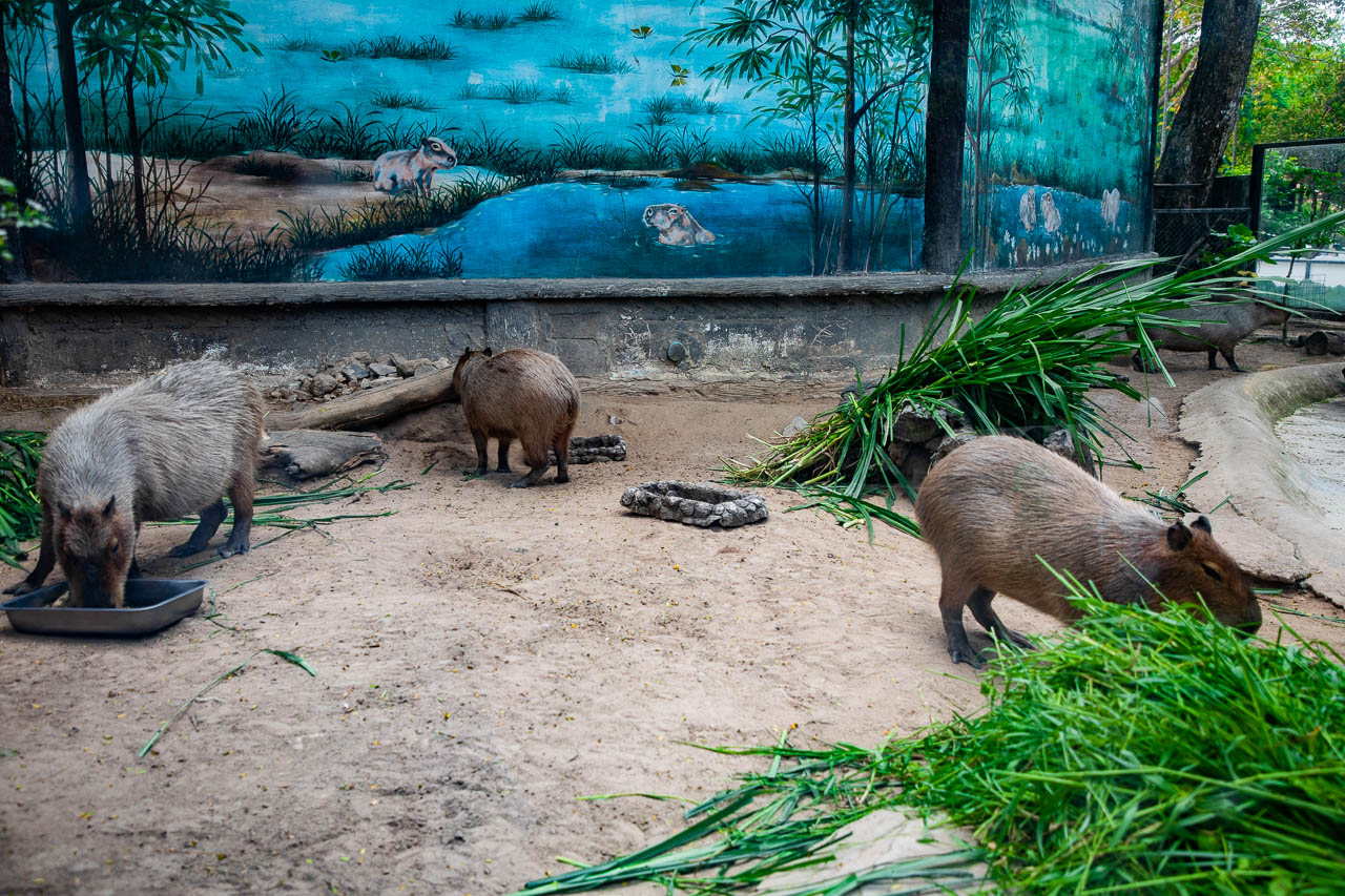 泰國野生動物園,芭達雅景點,芭達雅野生動物園,芭達雅景點綠山動物園,綠山野生動物園,泰國動物園,泰國親子景點