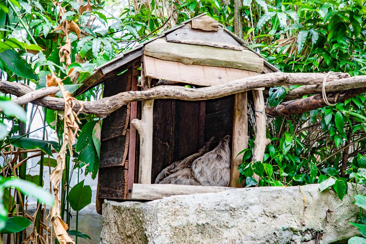 泰國野生動物園,芭達雅景點,芭達雅野生動物園,芭達雅景點綠山動物園,綠山野生動物園,泰國動物園,泰國親子景點