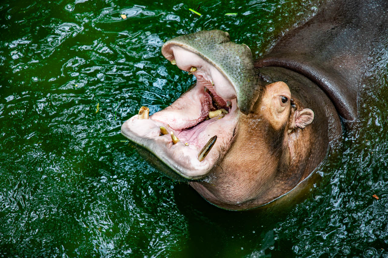 泰國野生動物園,芭達雅景點,芭達雅野生動物園,芭達雅景點綠山動物園,綠山野生動物園,泰國動物園,泰國親子景點