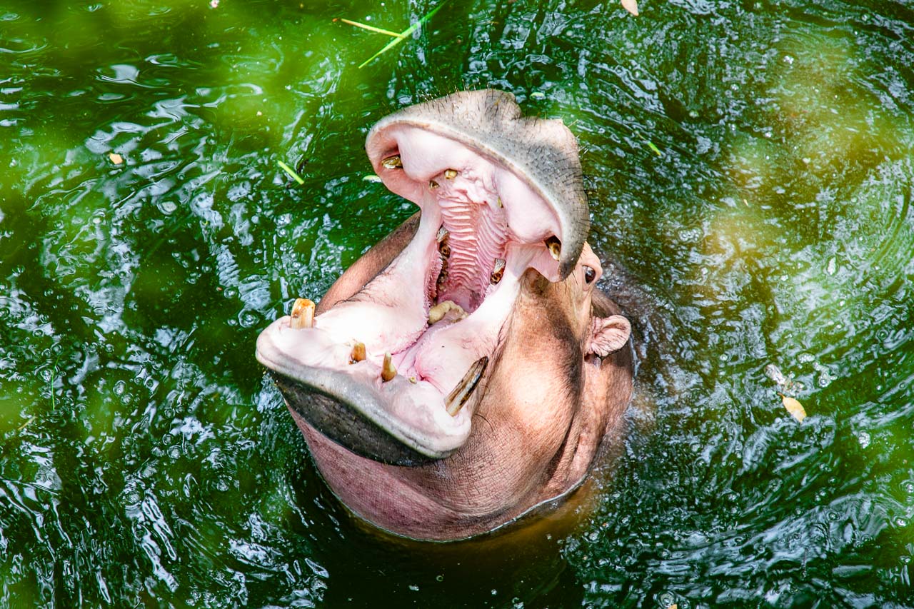 泰國野生動物園,芭達雅景點,芭達雅野生動物園,芭達雅景點綠山動物園,綠山野生動物園,泰國動物園,泰國親子景點