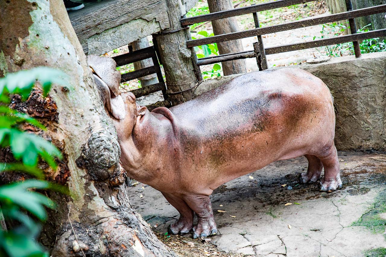 泰國野生動物園,芭達雅景點,芭達雅野生動物園,芭達雅景點綠山動物園,綠山野生動物園,泰國動物園,泰國親子景點