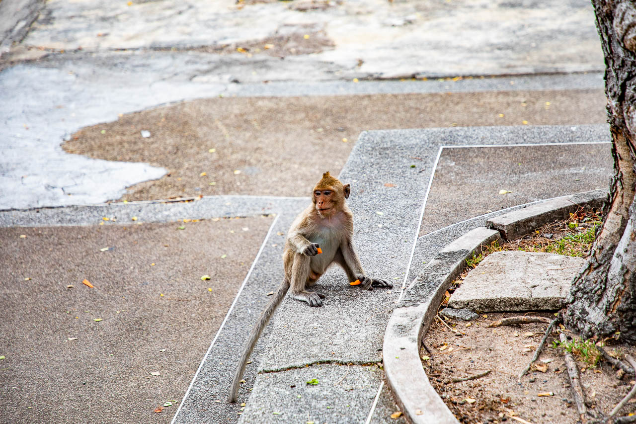 泰國野生動物園,芭達雅景點,芭達雅野生動物園,芭達雅景點綠山動物園,綠山野生動物園,泰國動物園,泰國親子景點