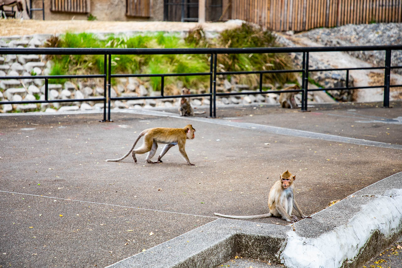 泰國野生動物園,芭達雅景點,芭達雅野生動物園,芭達雅景點綠山動物園,綠山野生動物園,泰國動物園,泰國親子景點