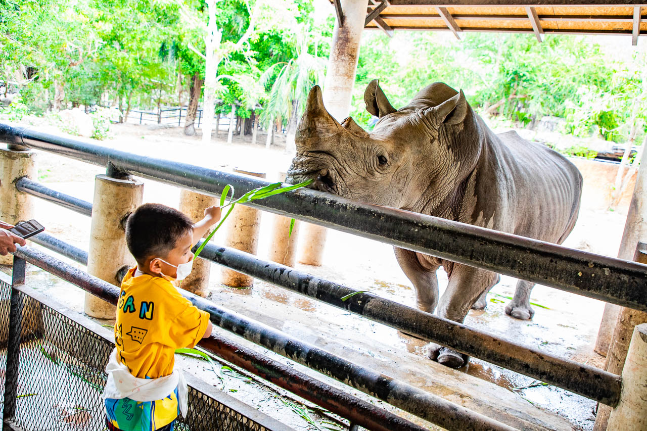 泰國野生動物園,芭達雅景點,芭達雅野生動物園,芭達雅景點綠山動物園,綠山野生動物園,泰國動物園,泰國親子景點