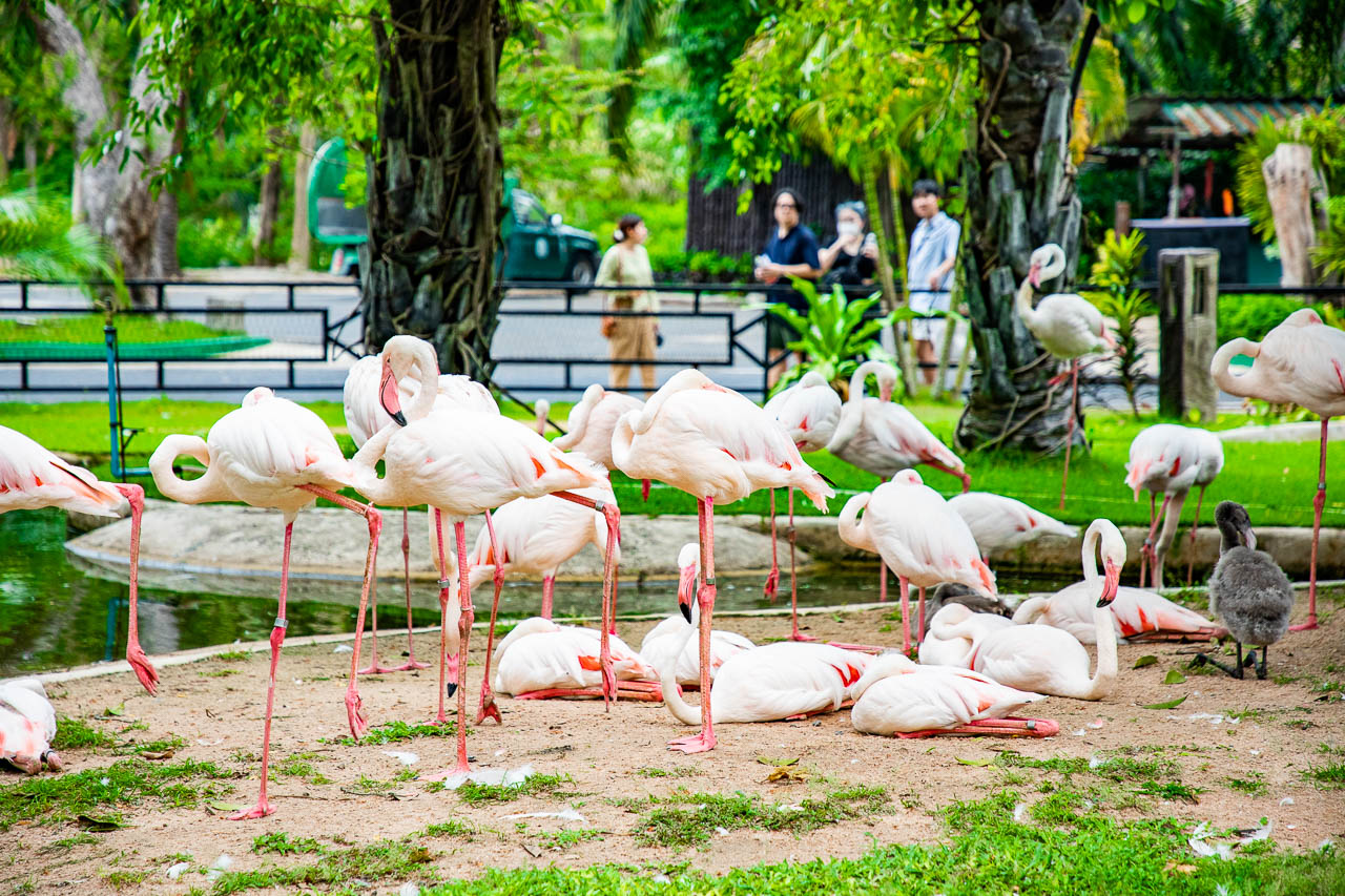 泰國野生動物園,芭達雅景點,芭達雅野生動物園,芭達雅景點綠山動物園,綠山野生動物園,泰國動物園,泰國親子景點