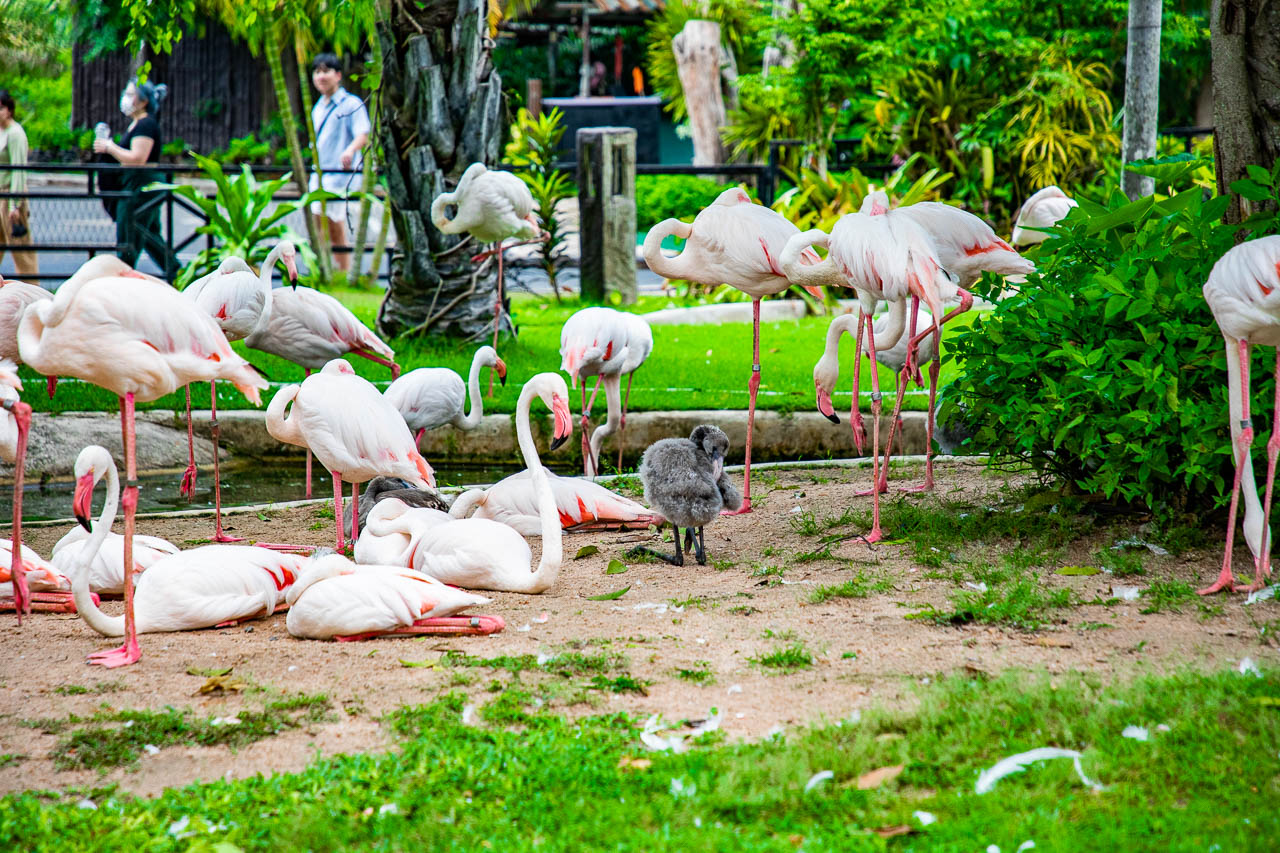 泰國野生動物園,芭達雅景點,芭達雅野生動物園,芭達雅景點綠山動物園,綠山野生動物園,泰國動物園,泰國親子景點