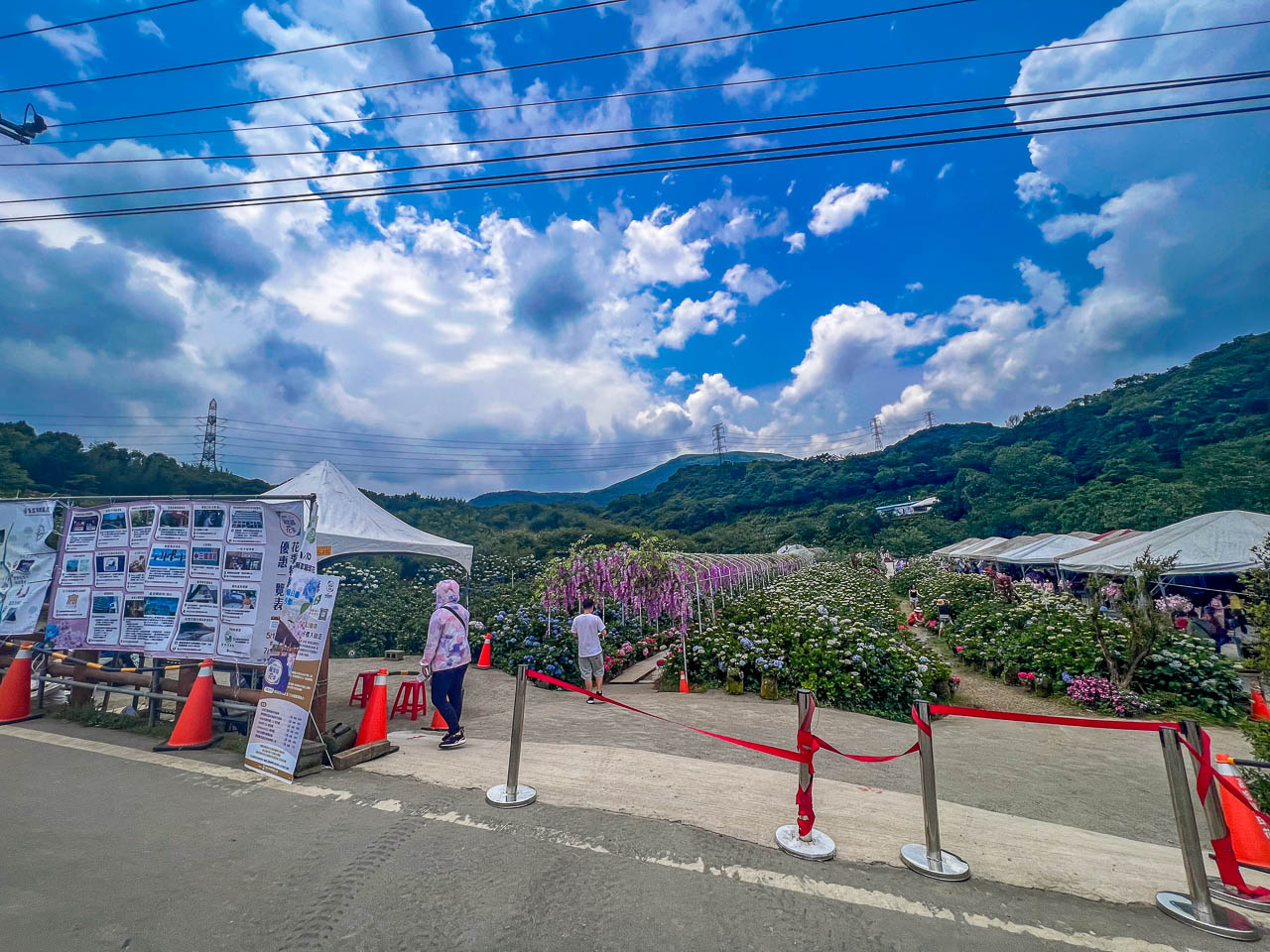 高家繡球花田,萬里繡球花,陽明山繡球花,高家繡球花田票價,高家繡球花田-萬里第三園區