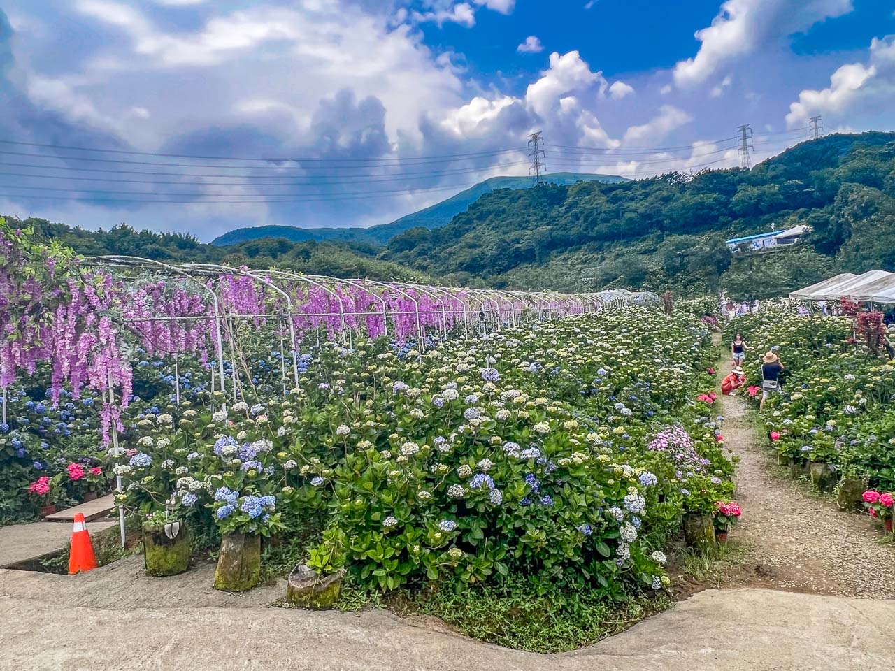 高家繡球花田,萬里繡球花,陽明山繡球花,高家繡球花田票價,高家繡球花田-萬里第三園區