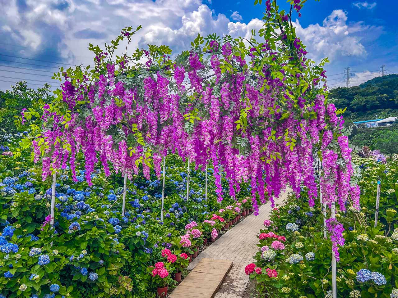 高家繡球花田,萬里繡球花,陽明山繡球花,高家繡球花田票價,高家繡球花田-萬里第三園區