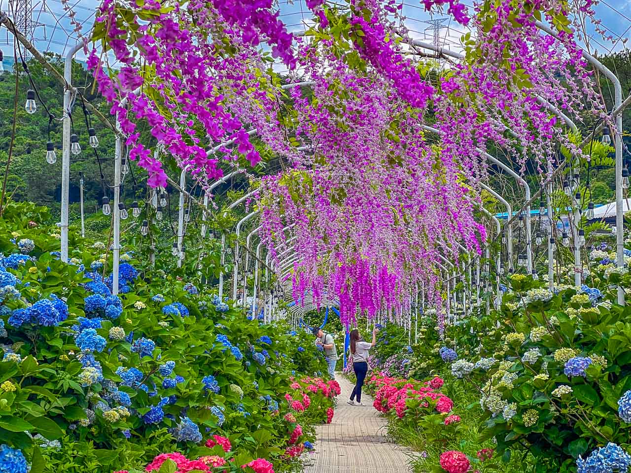 高家繡球花田,萬里繡球花,陽明山繡球花,高家繡球花田票價,高家繡球花田-萬里第三園區