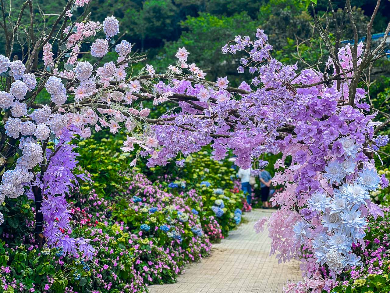 高家繡球花田,萬里繡球花,陽明山繡球花,高家繡球花田票價,高家繡球花田-萬里第三園區