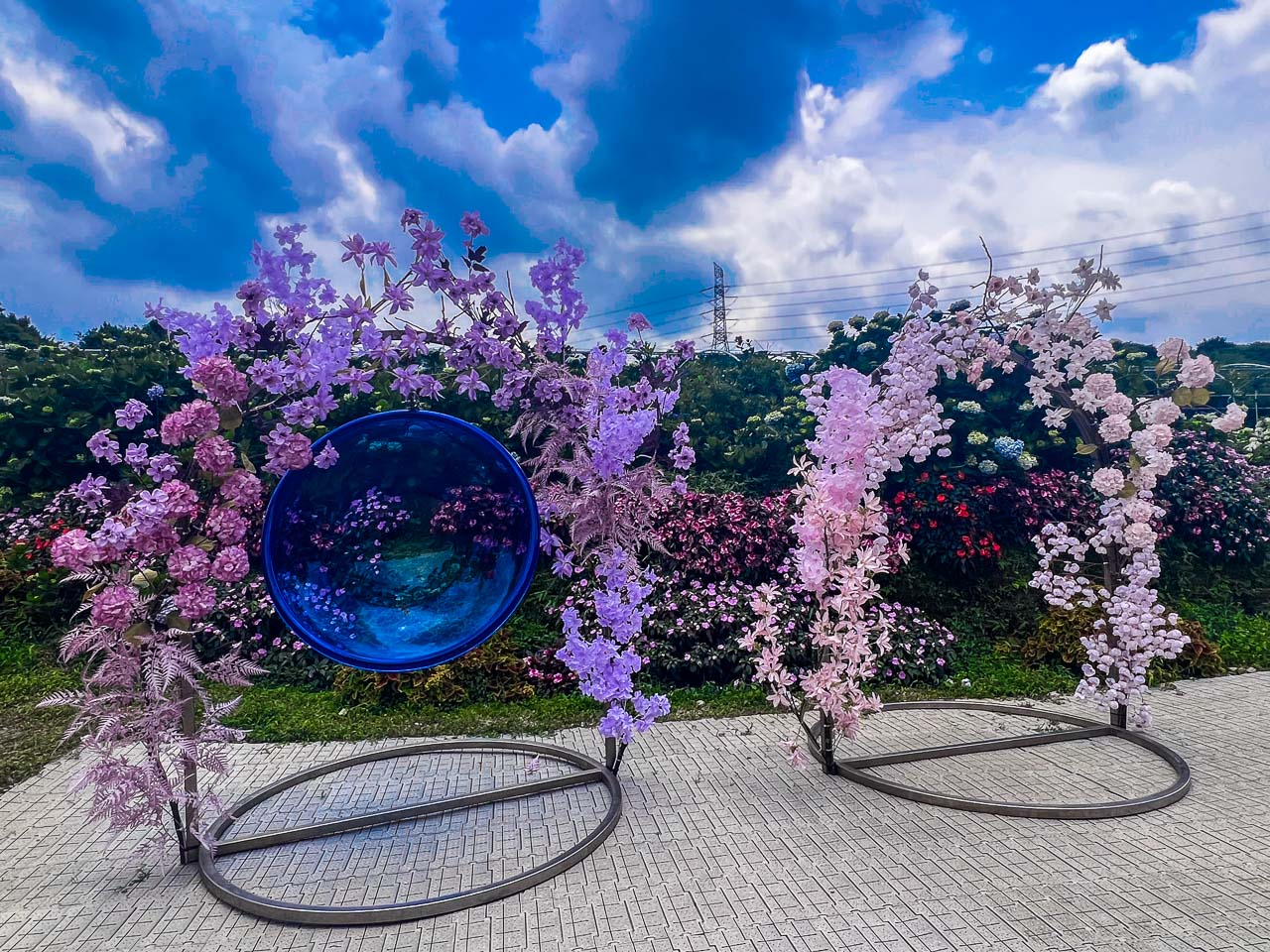 高家繡球花田,萬里繡球花,陽明山繡球花,高家繡球花田票價,高家繡球花田-萬里第三園區