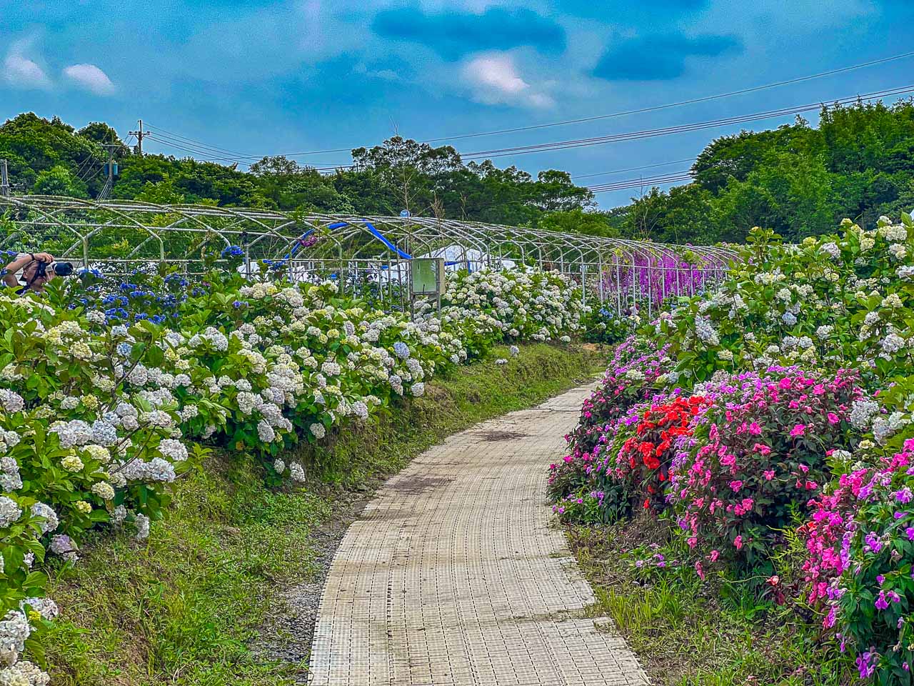 高家繡球花田,萬里繡球花,陽明山繡球花,高家繡球花田票價,高家繡球花田-萬里第三園區