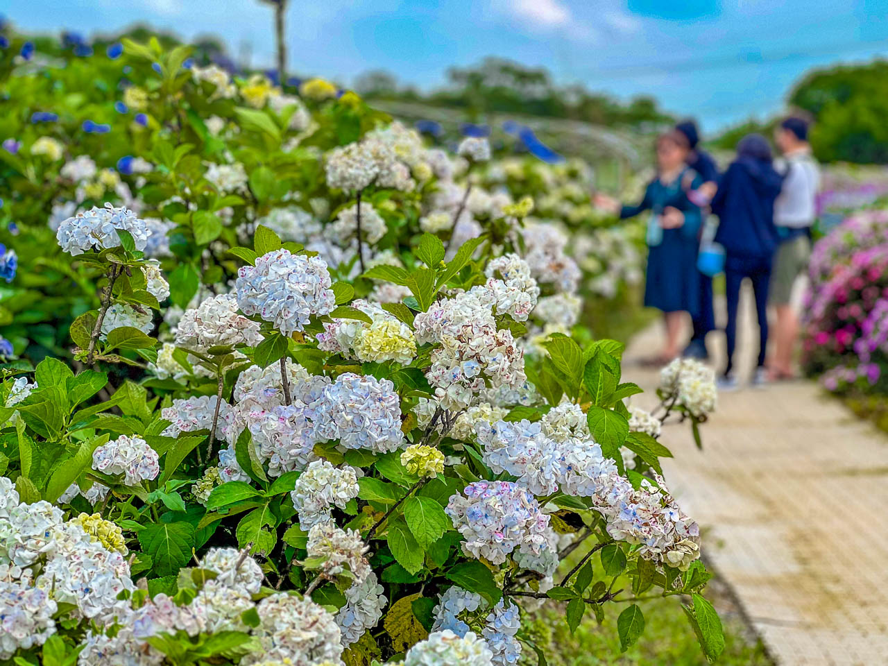 高家繡球花田,萬里繡球花,陽明山繡球花,高家繡球花田票價,高家繡球花田-萬里第三園區
