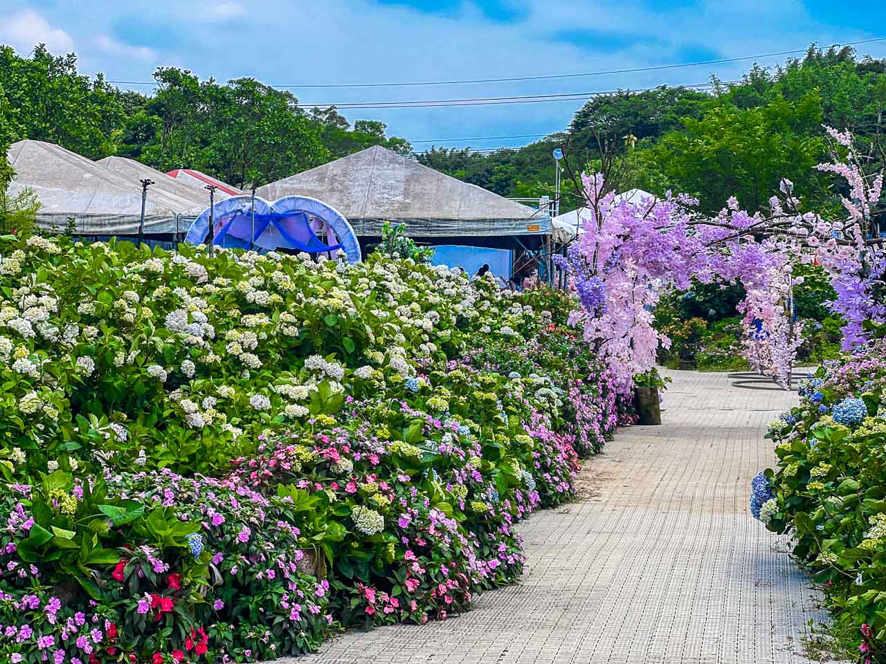 高家繡球花田,萬里繡球花,陽明山繡球花,高家繡球花田票價,高家繡球花田-萬里第三園區