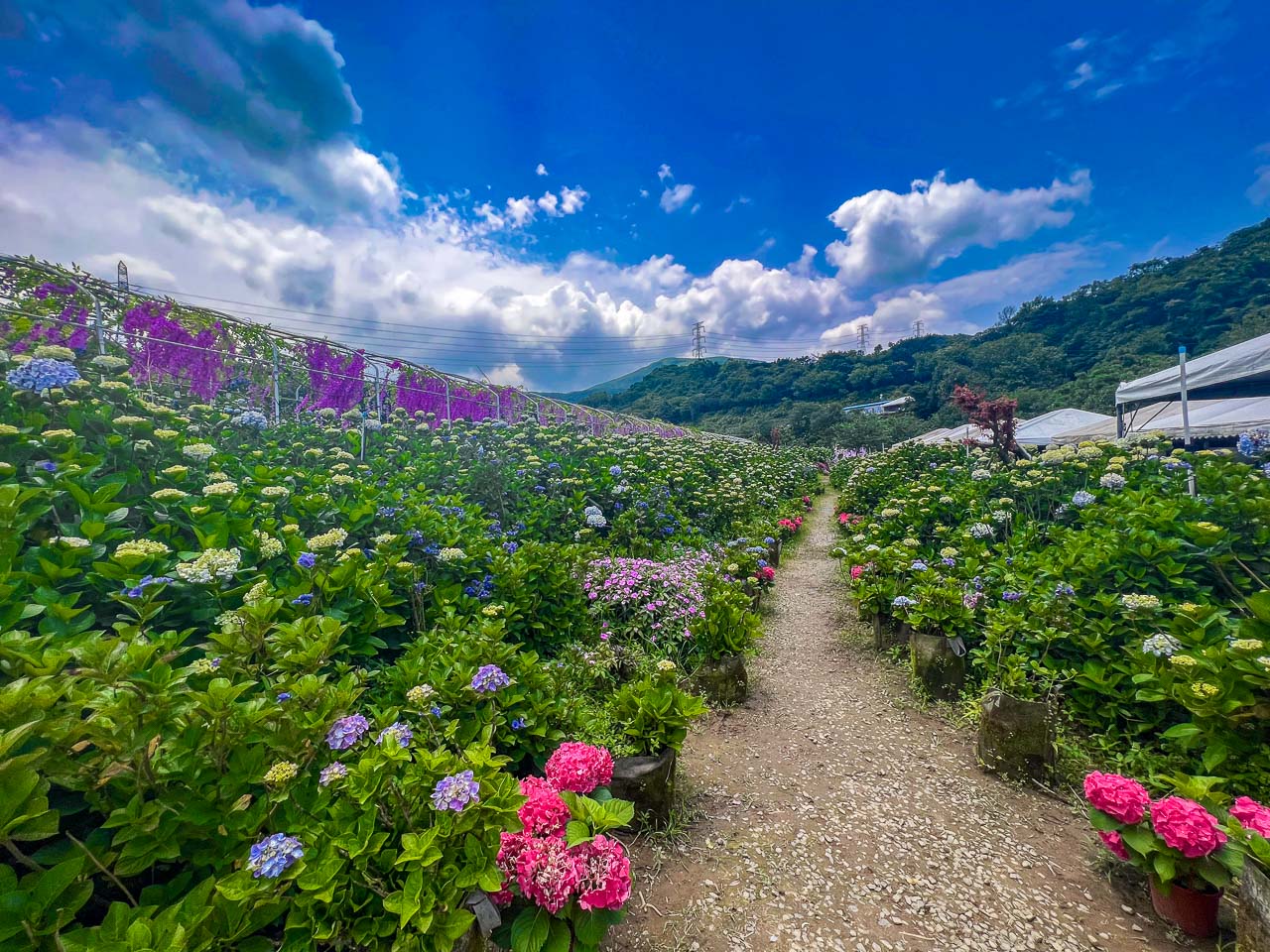 高家繡球花田,萬里繡球花,陽明山繡球花,高家繡球花田票價,高家繡球花田-萬里第三園區