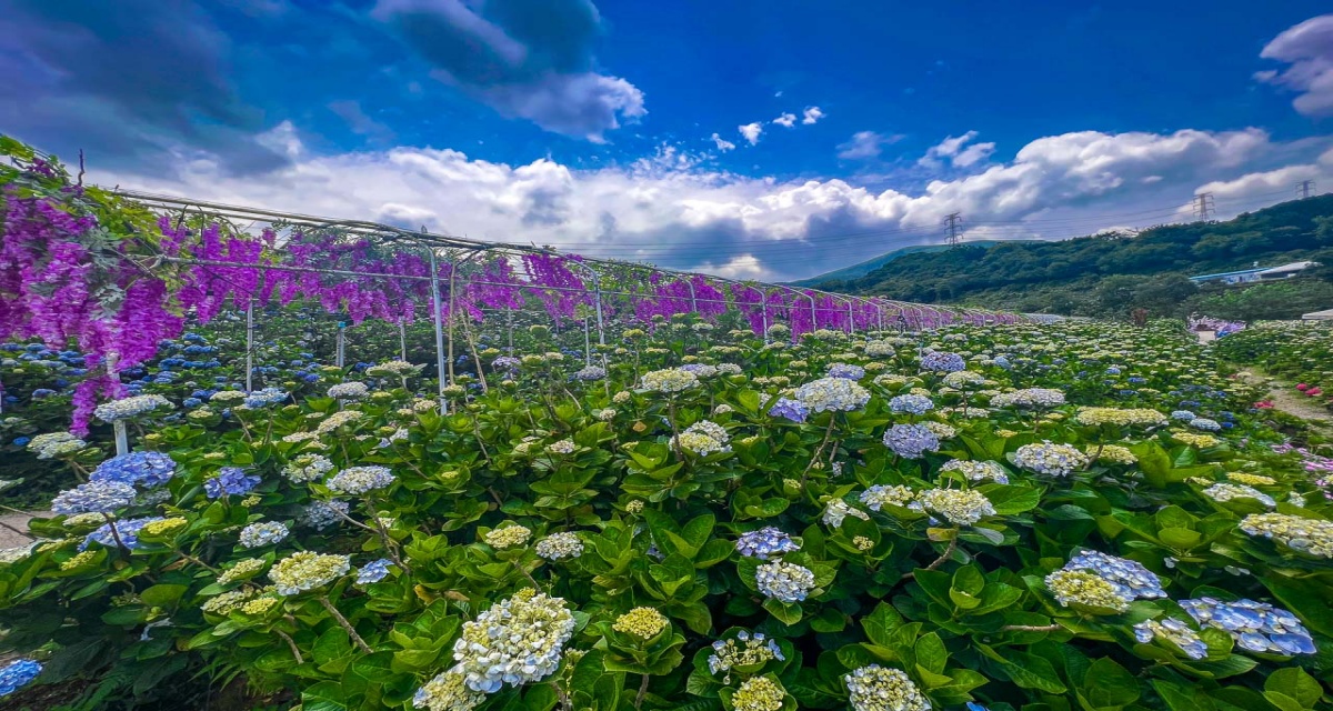 高家繡球花田,萬里繡球花,陽明山繡球花,高家繡球花田票價,高家繡球花田-萬里第三園區