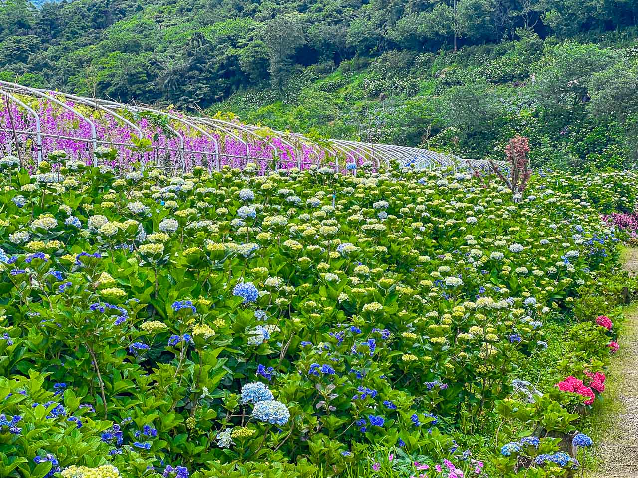 高家繡球花田,萬里繡球花,陽明山繡球花,高家繡球花田票價,高家繡球花田-萬里第三園區