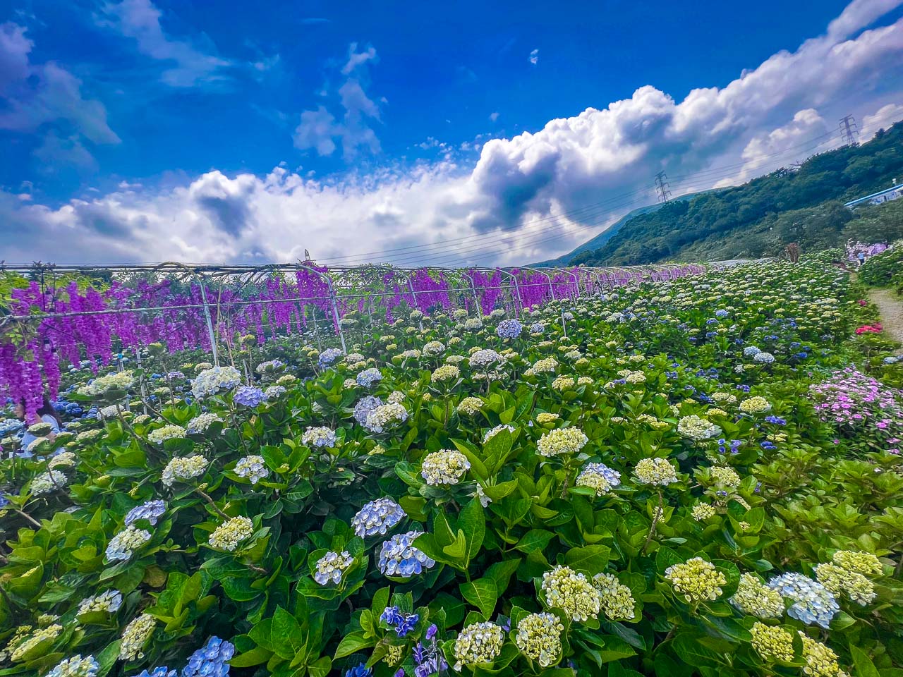 高家繡球花田,萬里繡球花,陽明山繡球花,高家繡球花田票價,高家繡球花田-萬里第三園區