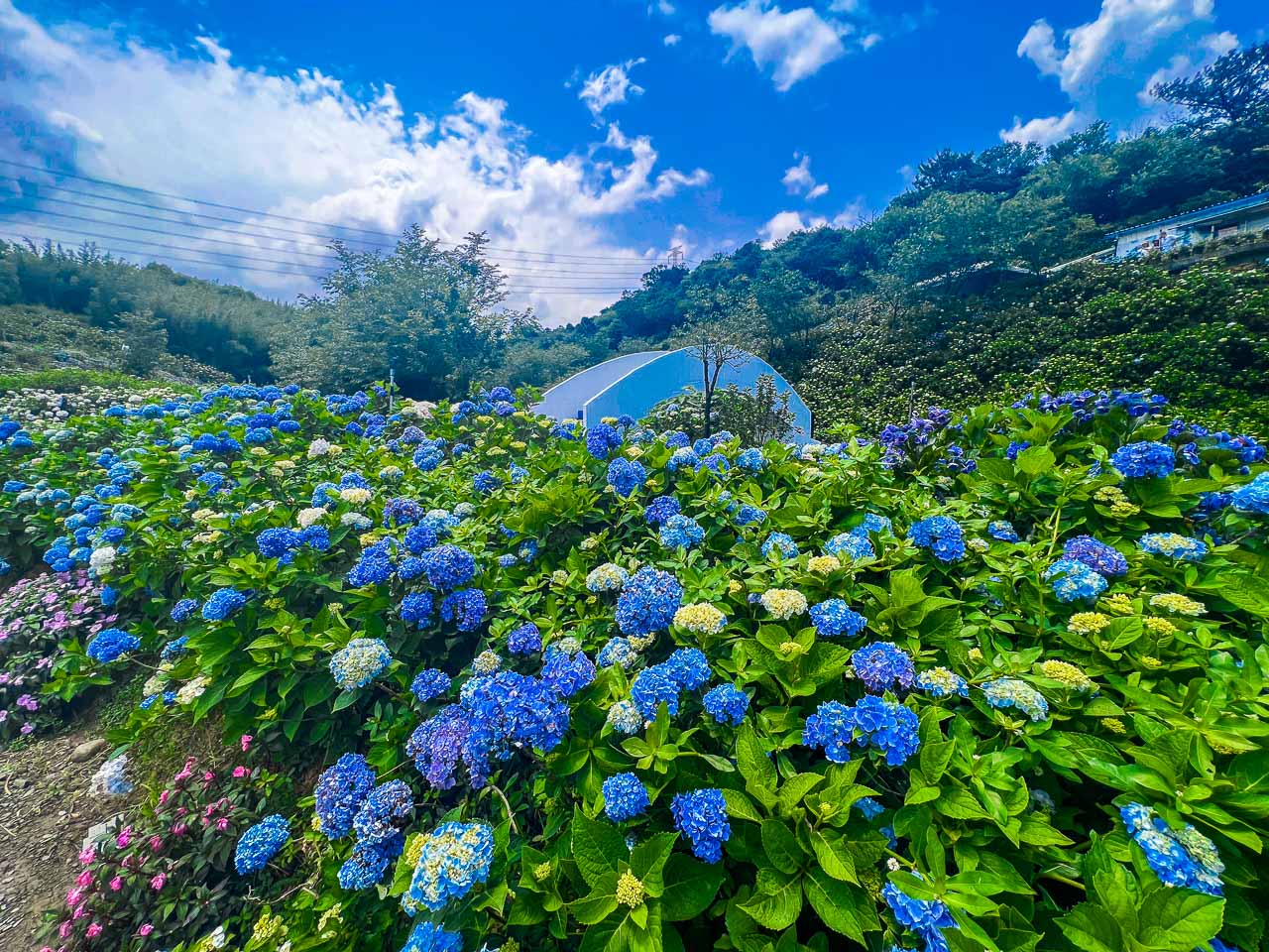 高家繡球花田,萬里繡球花,陽明山繡球花,高家繡球花田票價,高家繡球花田-萬里第三園區