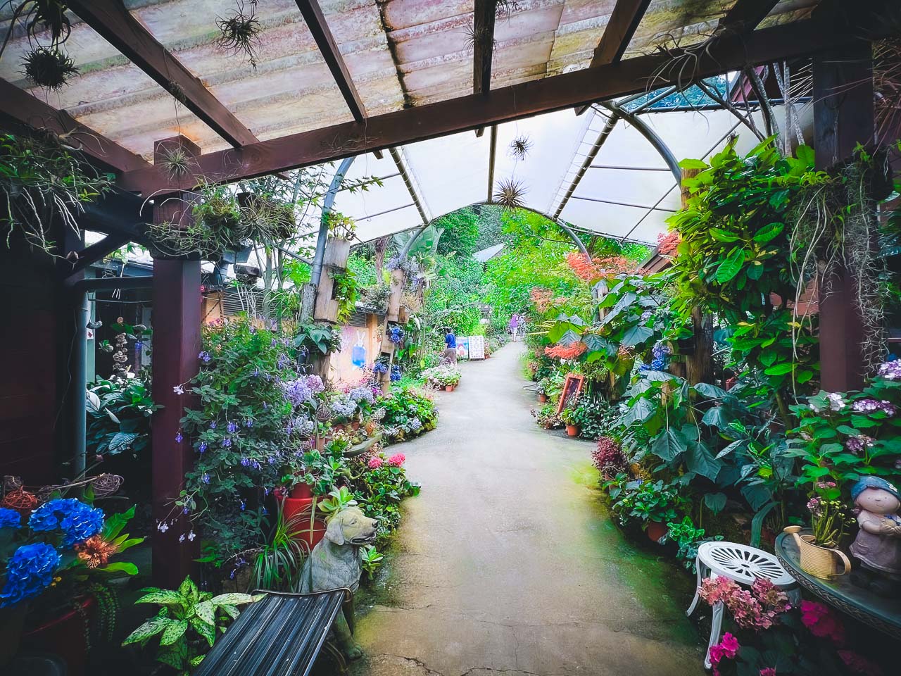 苗栗繡球花,碧絡角花園咖啡