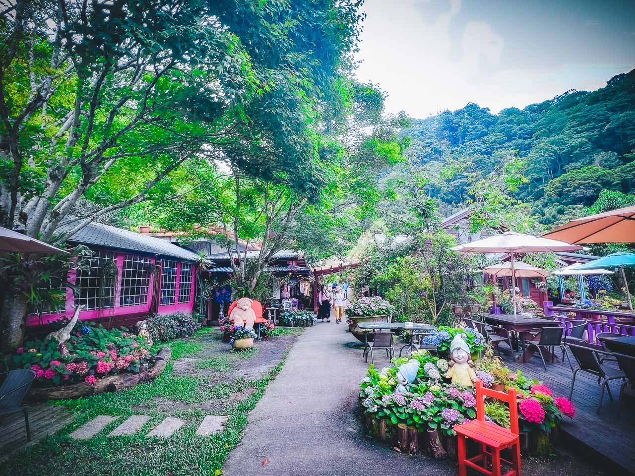 苗栗繡球花,碧絡角花園咖啡