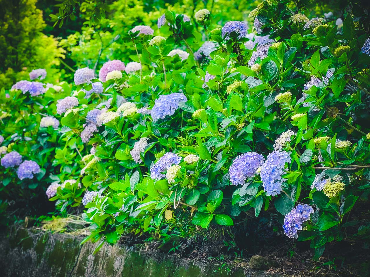 苗栗繡球花,碧絡角花園咖啡