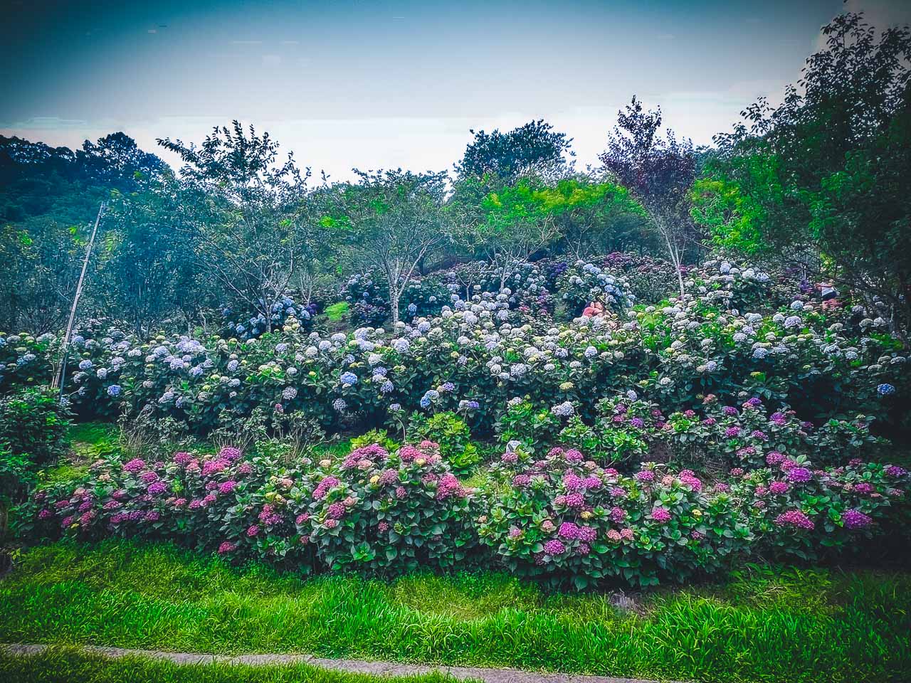 苗栗繡球花,碧絡角花園咖啡