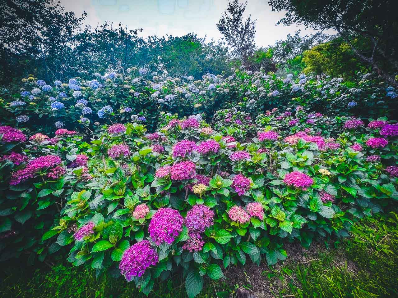 苗栗繡球花,碧絡角花園咖啡
