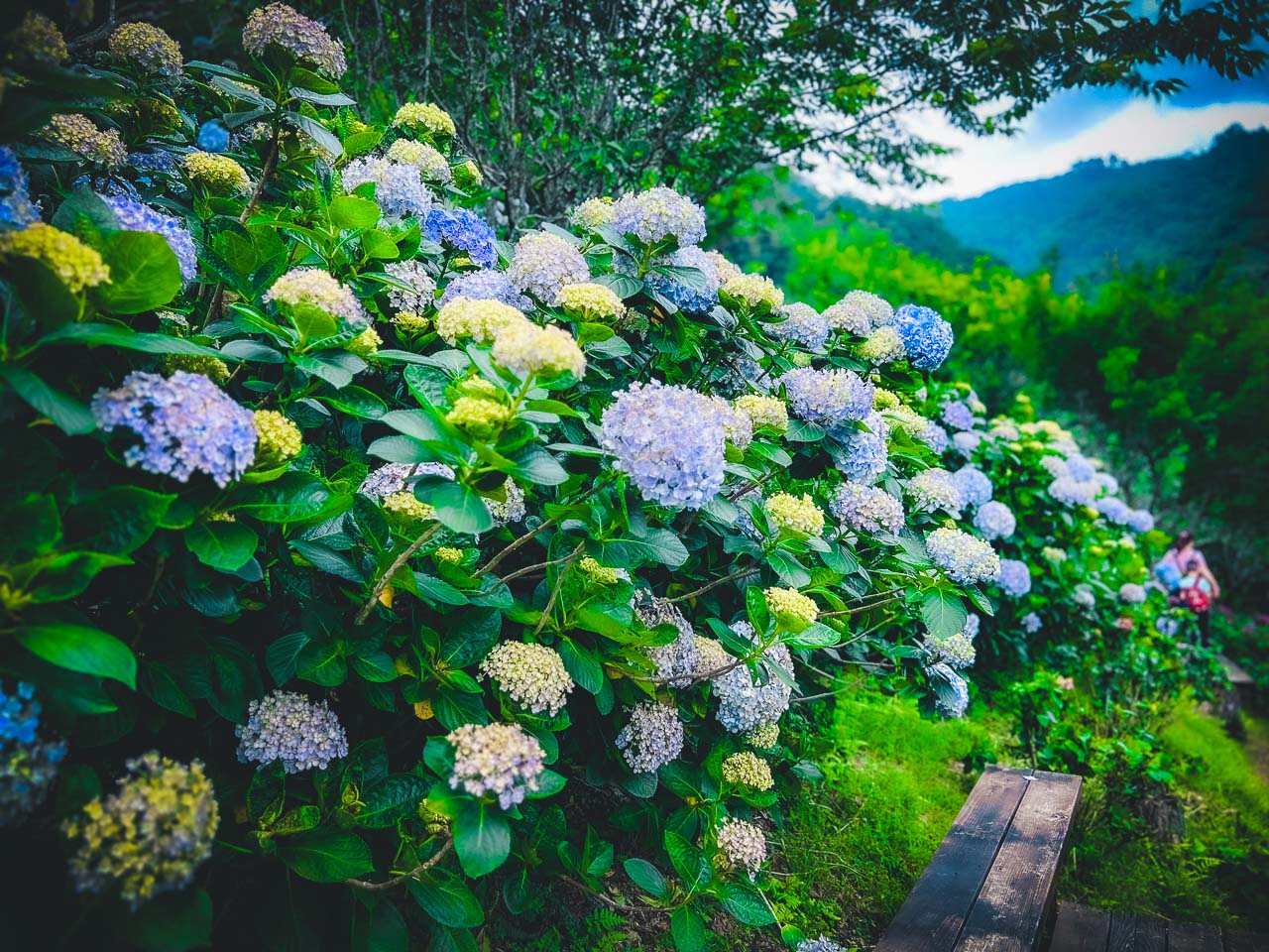 苗栗繡球花,碧絡角花園咖啡