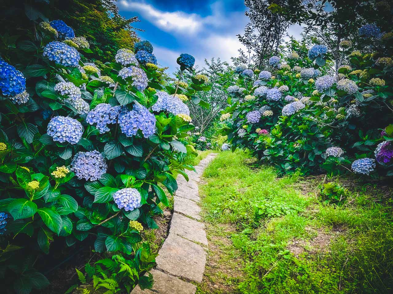苗栗繡球花,碧絡角花園咖啡