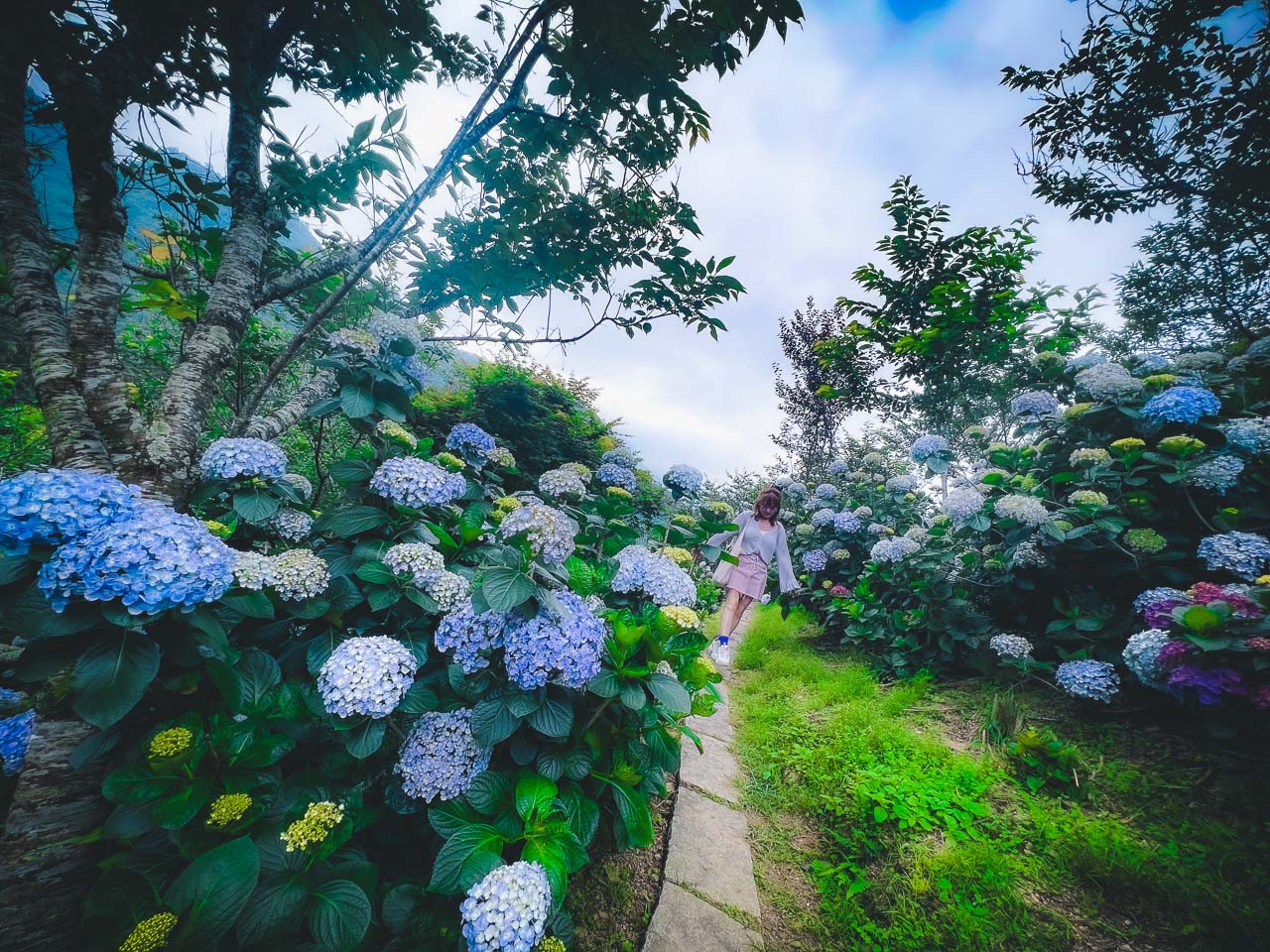 苗栗繡球花,碧絡角花園咖啡