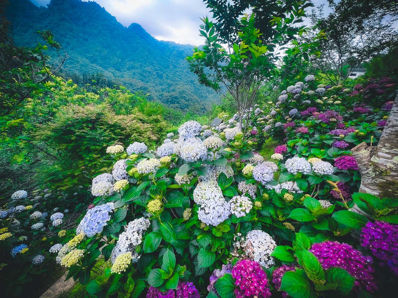 苗栗繡球花,碧絡角花園咖啡