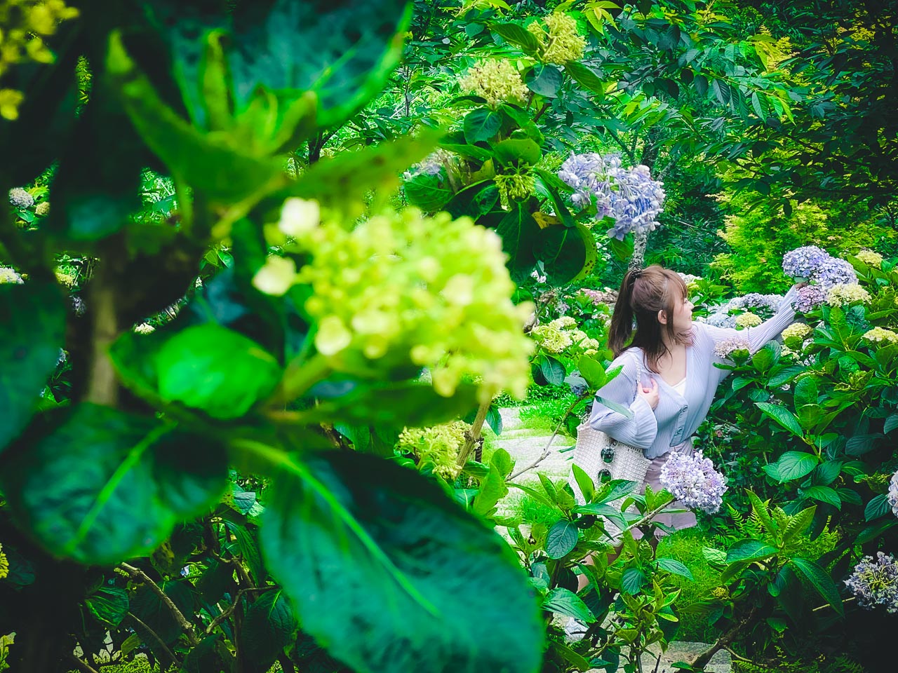 苗栗繡球花,碧絡角花園咖啡