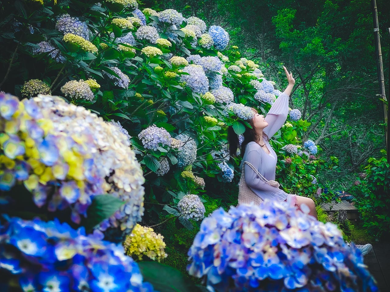 苗栗繡球花,碧絡角花園咖啡