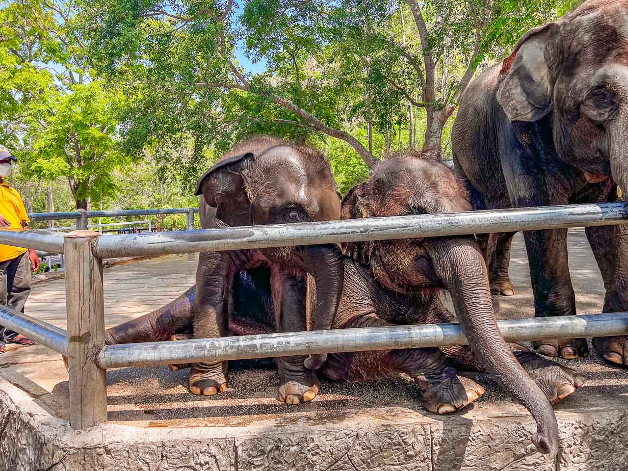 泰國野生動物園,芭達雅景點,芭達雅野生動物園,芭達雅景點綠山動物園,綠山野生動物園,泰國動物園,泰國親子景點