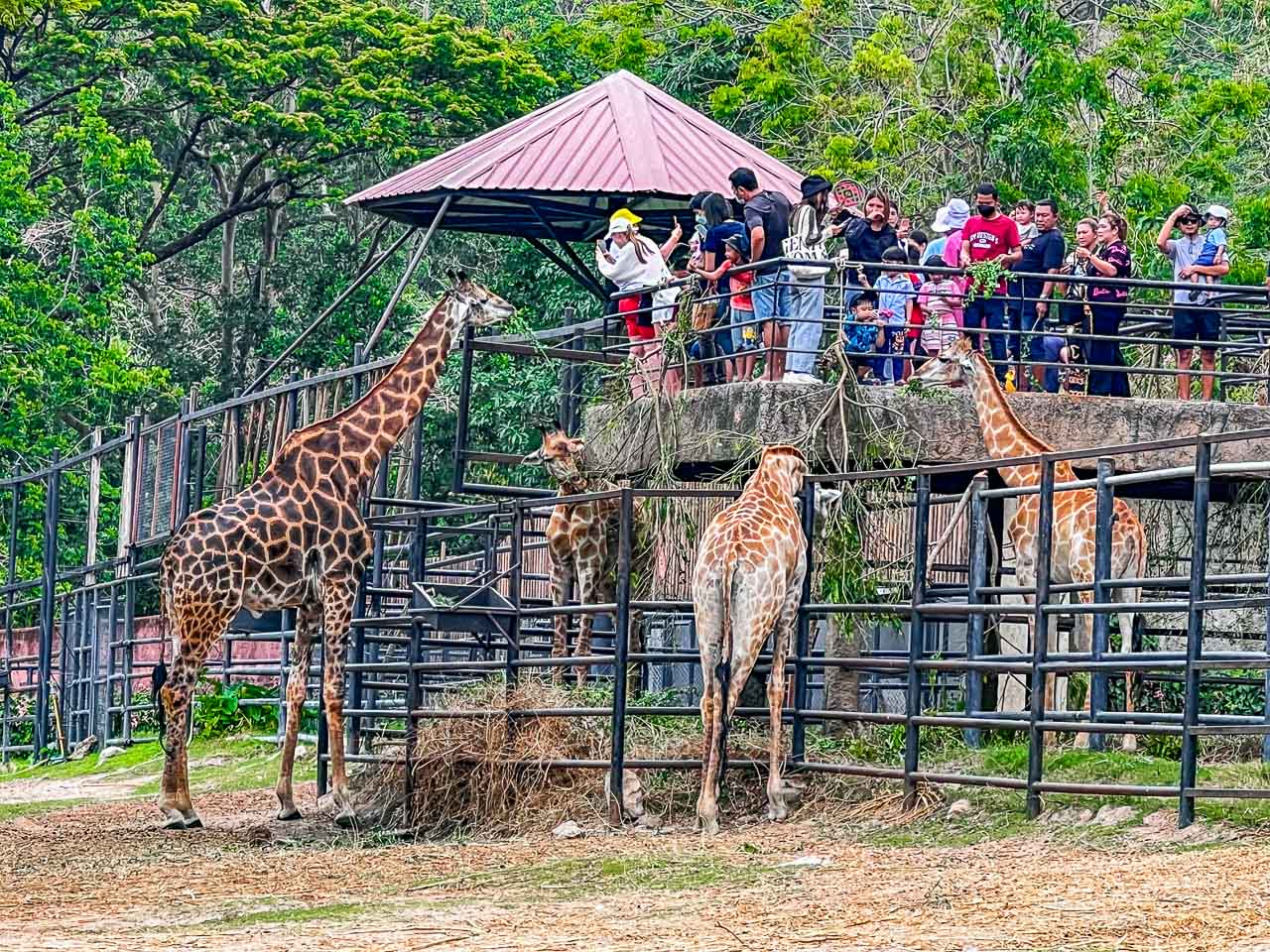 泰國野生動物園,芭達雅景點,芭達雅野生動物園,芭達雅景點綠山動物園,綠山野生動物園,泰國動物園,泰國親子景點