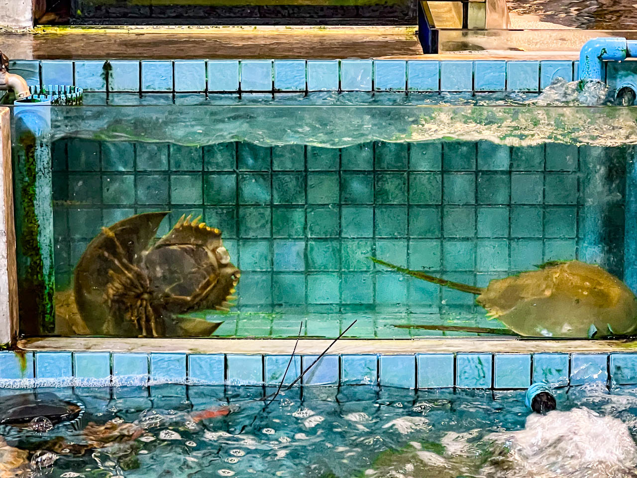 Pupen Seafood,芭達雅海鮮餐廳,泰國海鮮餐廳,泰國美食,芭達雅美食