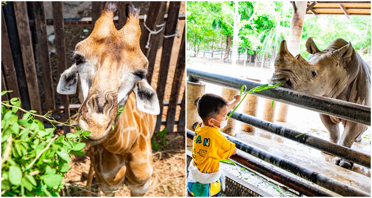 泰國野生動物園,芭達雅景點,芭達雅野生動物園,芭達雅景點綠山動物園,綠山野生動物園,泰國動物園,泰國親子景點 @大手牽小手。玩樂趣
